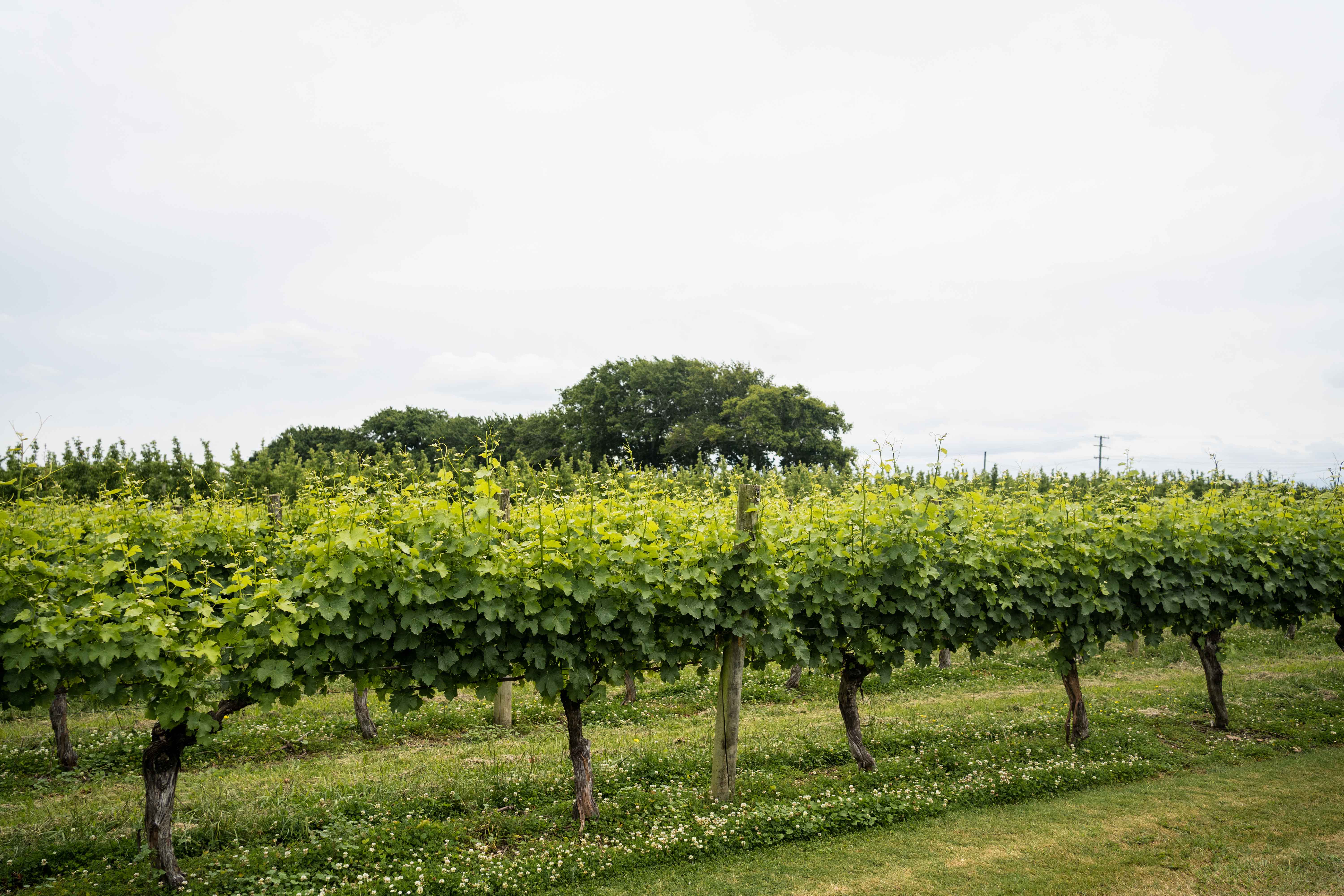 A field of green vines