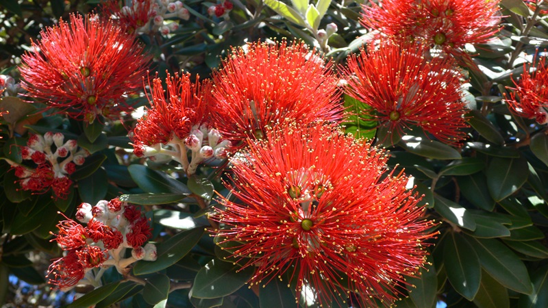 Pohutukawa