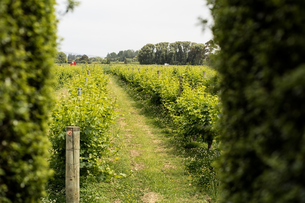 A field of green vines with a wooden post in the foreground.